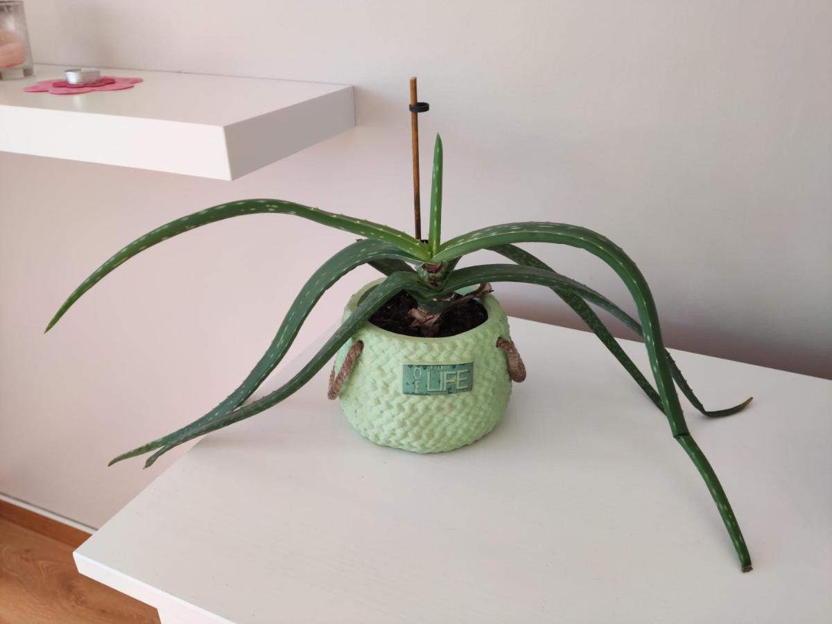 M&H Loft - Apartamento T2 Em セトゥーバル エクステリア 写真
